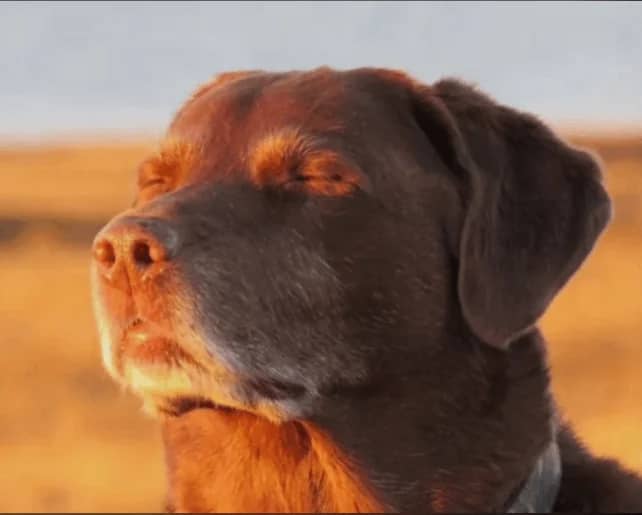 Dog Meme