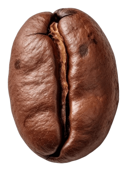 Coffee Bean